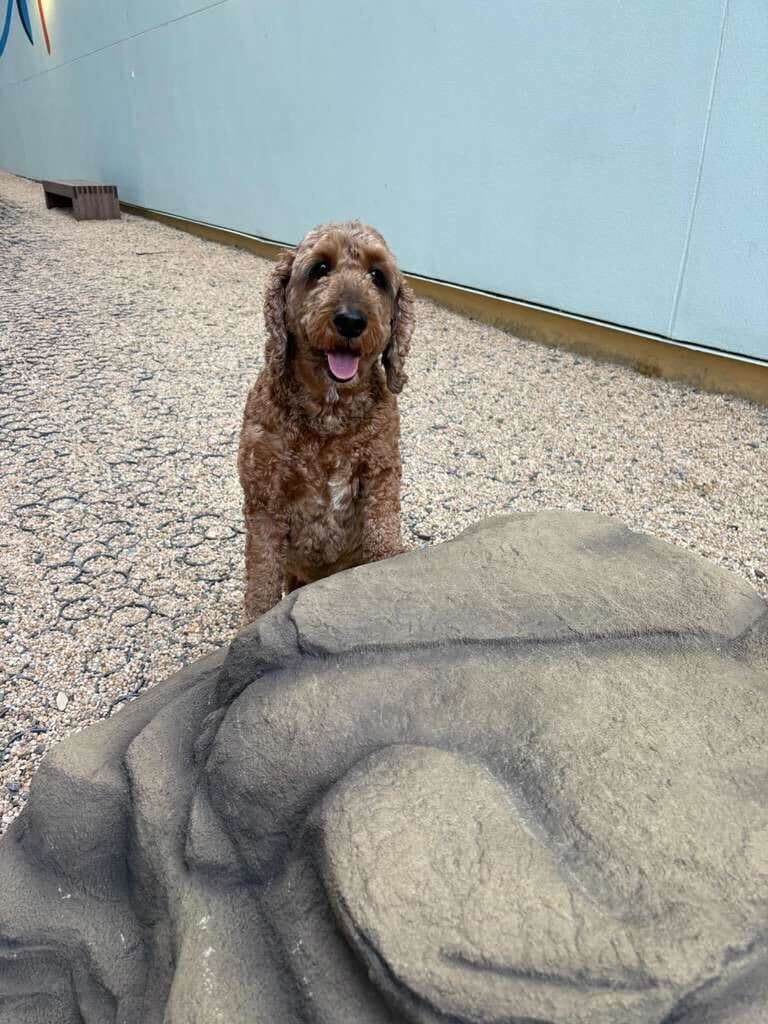 Happy dog resting comfortably