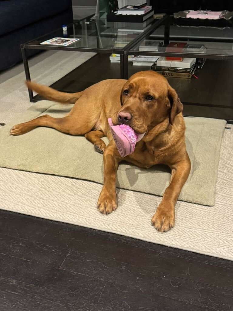 Happy dog resting comfortably