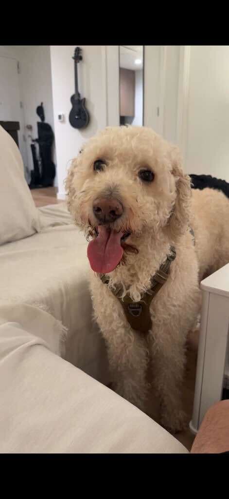 Dog looking at the camera
