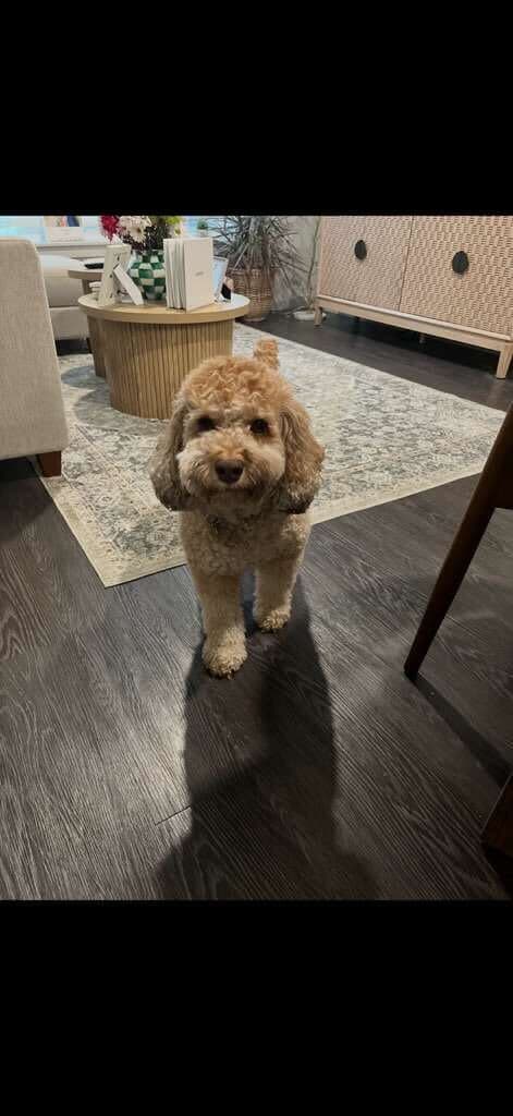 Dog enjoying playtime