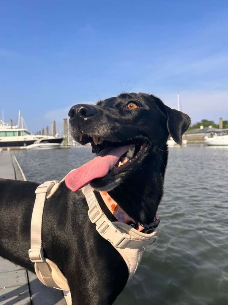 Dog looking at the camera